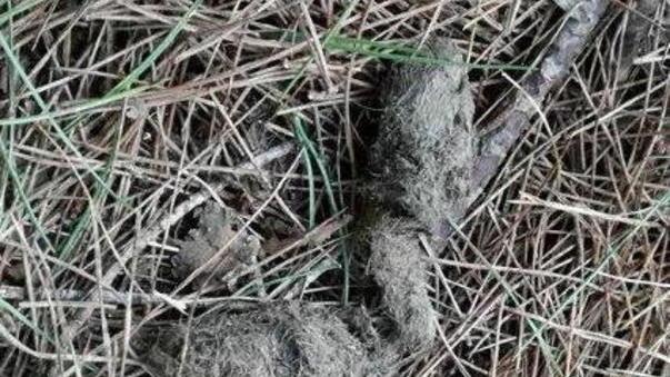 Trovati in campagna resti di animali scuoiati
