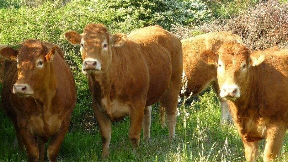 Carne bovina, aziende e produzione in calo