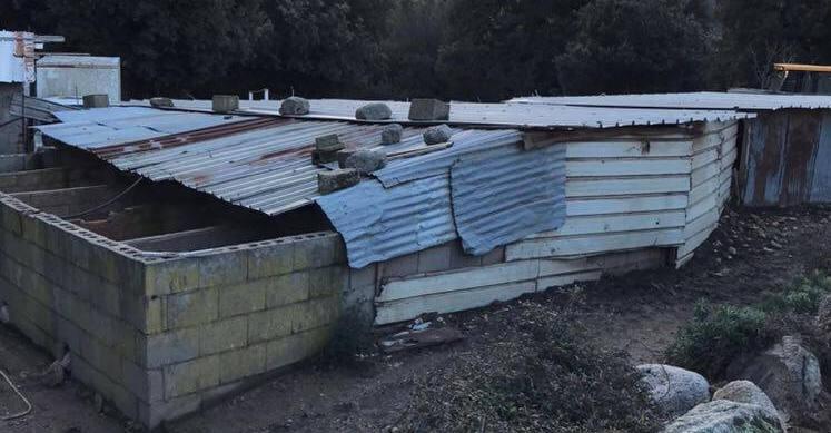 Peste suina, nuovo blitz abbattuti 111 maiali selvatici 