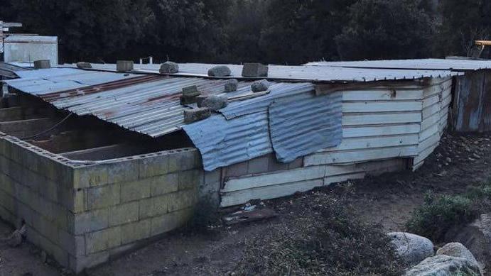Peste suina, nuovo blitz abbattuti 111 maiali selvatici