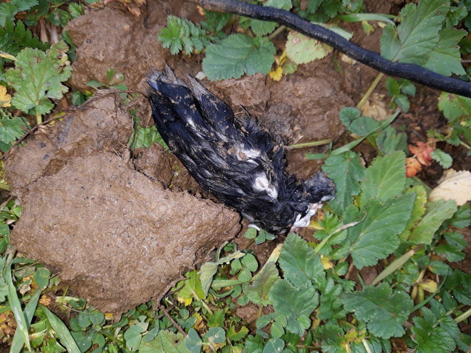 Una zampa ritrovata in campagna