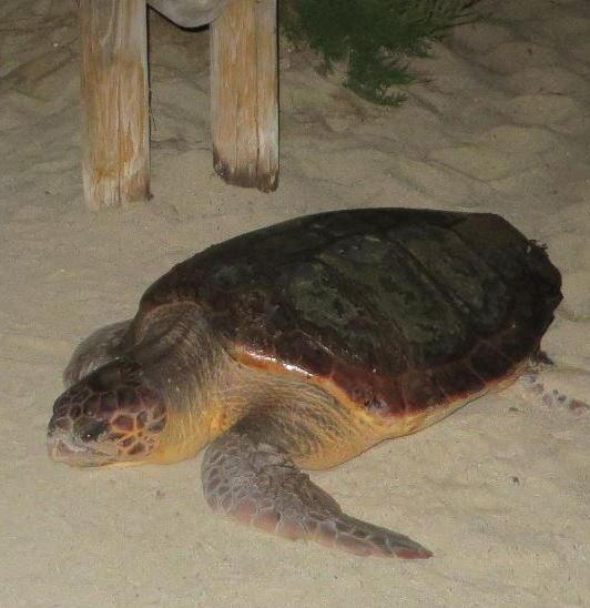  IL MIRACOLO DELLA NATURA SULLA SPIAGGIA
