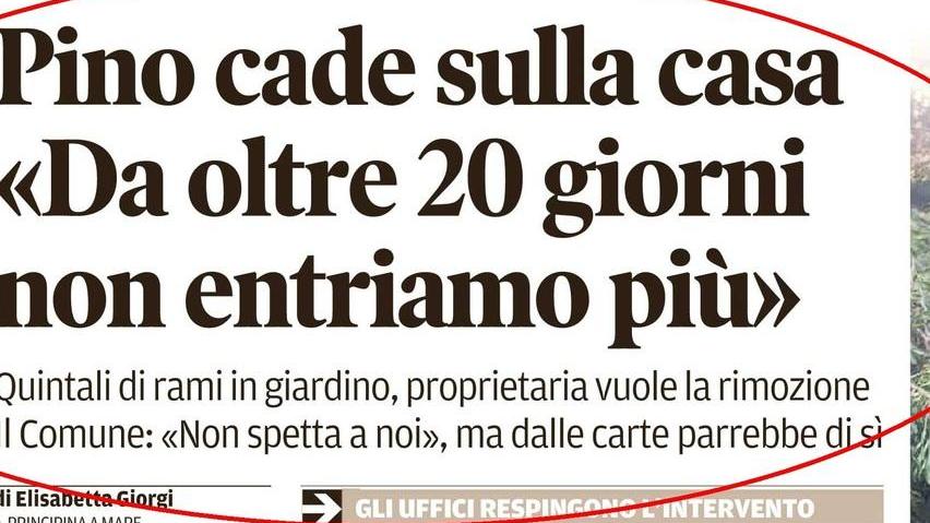 Pino crollato, il Comune pulisce e si scusa