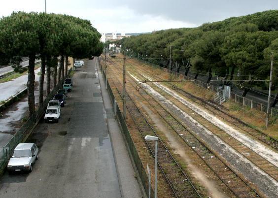 In arrivo 650 oleandri al posto dei vecchi pini 
