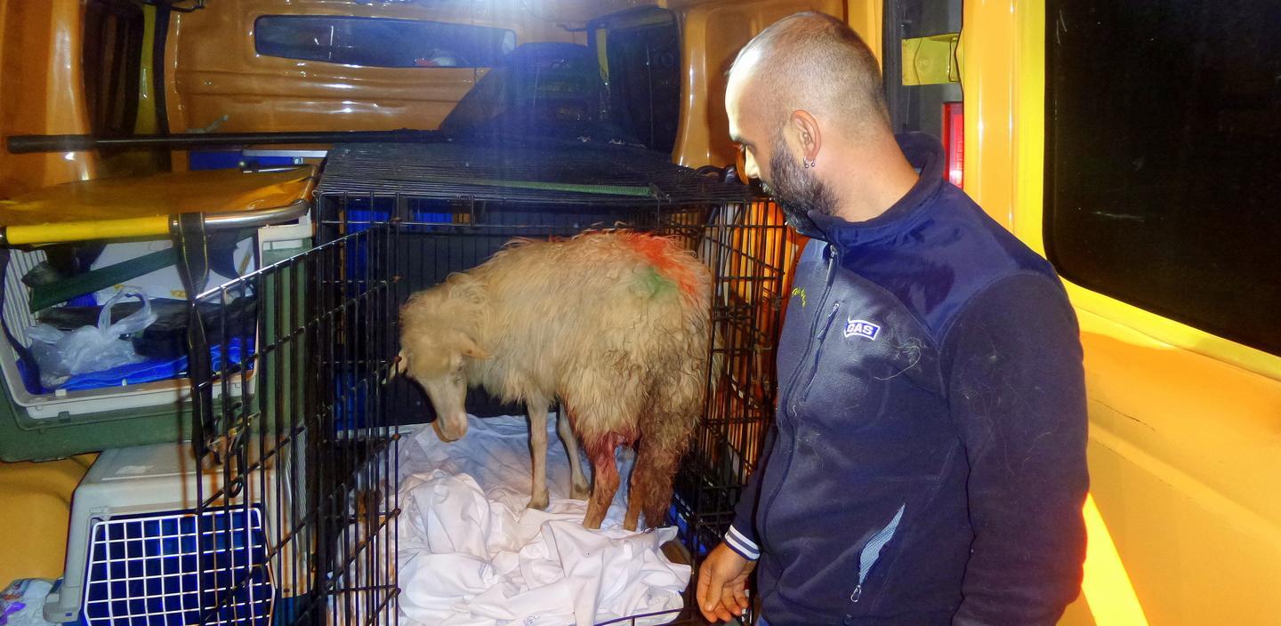 Sassari, pecora ferita in fuga per le vie della città: volevano macellarla 