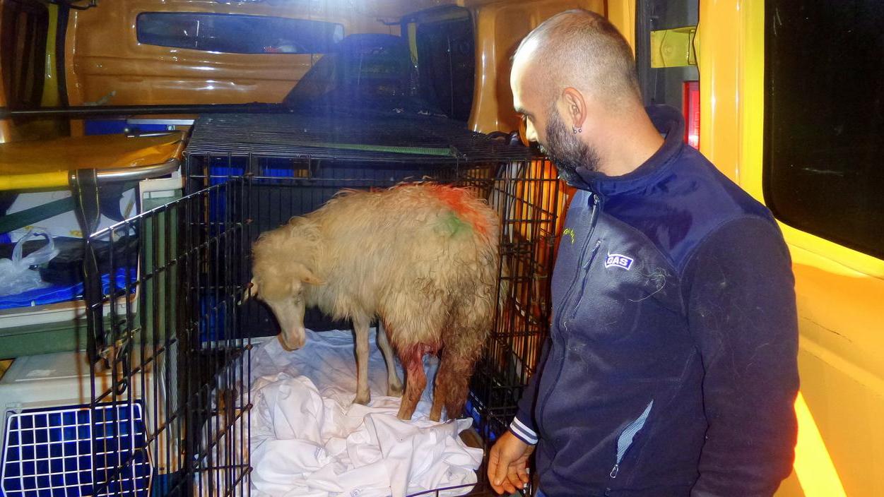 Sassari, pecora ferita in fuga per le vie della città: volevano macellarla 