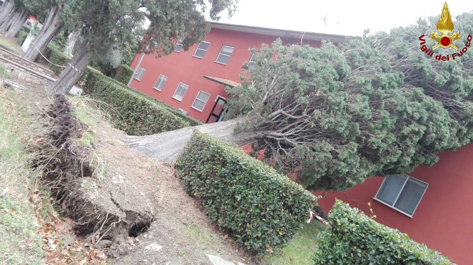 L'albero adagiato sull'edificio che ospita il Cemivet