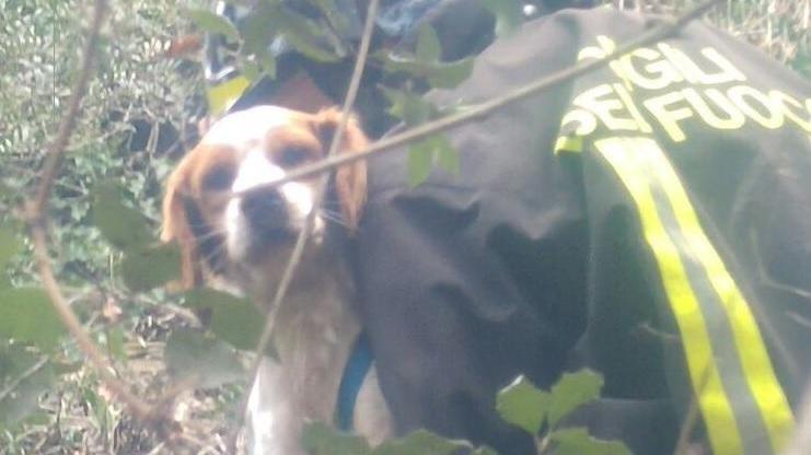 Il recupero del cagnolino (foto vigili del fuoco)