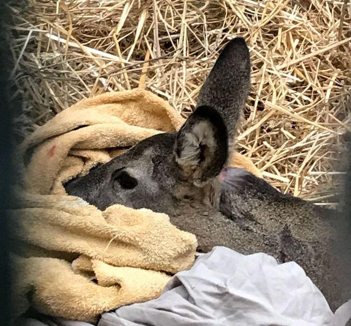 Lo trovano ferito vicino al recinto: cucciolo di capriolo salvato dai volontari 