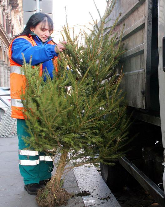 Consegna degli alberi di Natale 