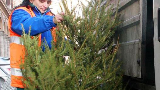 Consegna degli alberi di Natale