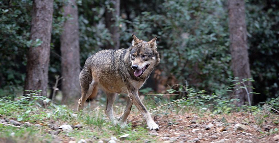 Trova due predatori davanti alla porta 