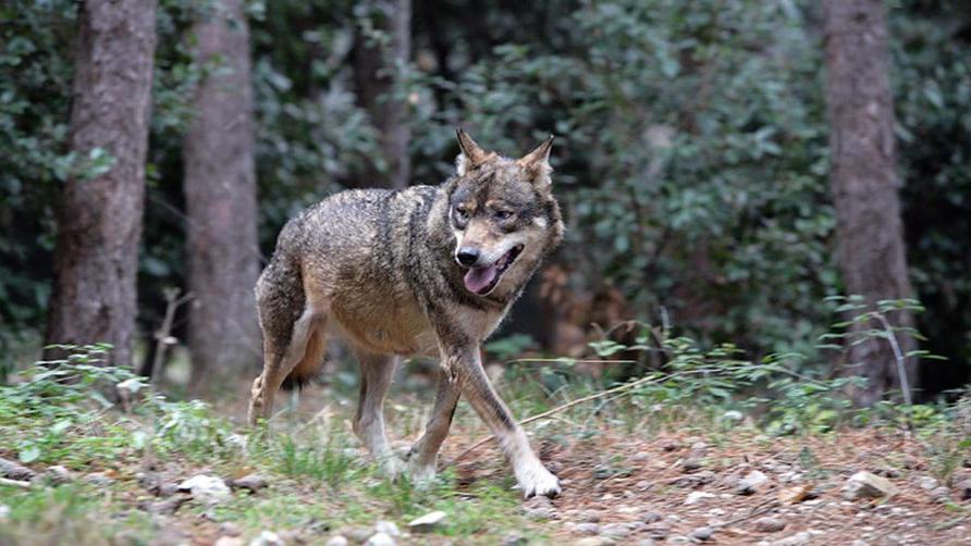 Trova due predatori davanti alla porta