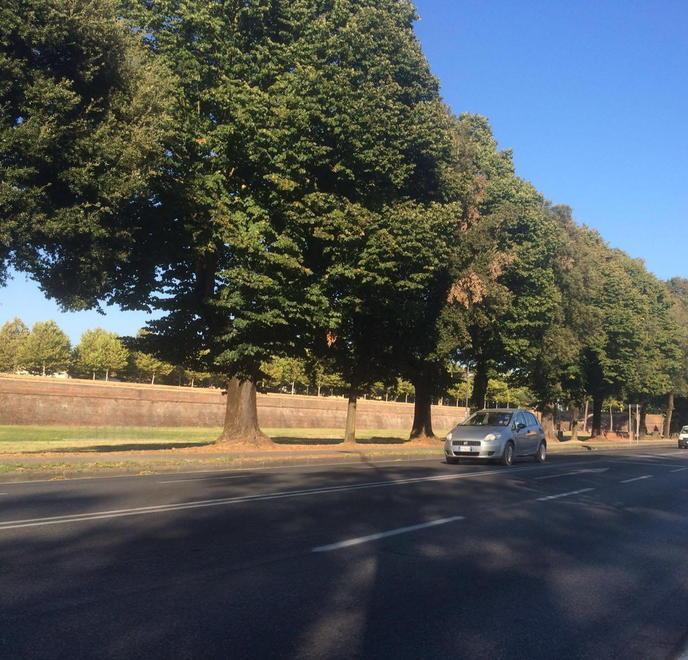 Pericolo verde, ok al taglio di 16 alberi in circonvallazione 