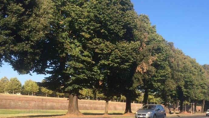 Pericolo verde, ok al taglio di 16 alberi in circonvallazione