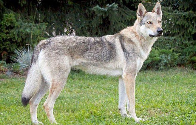 Sparano al cane nel giardino di casa 