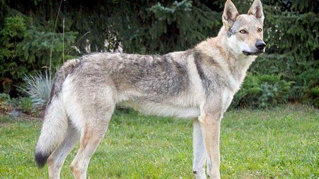 Sparano al cane nel giardino di casa