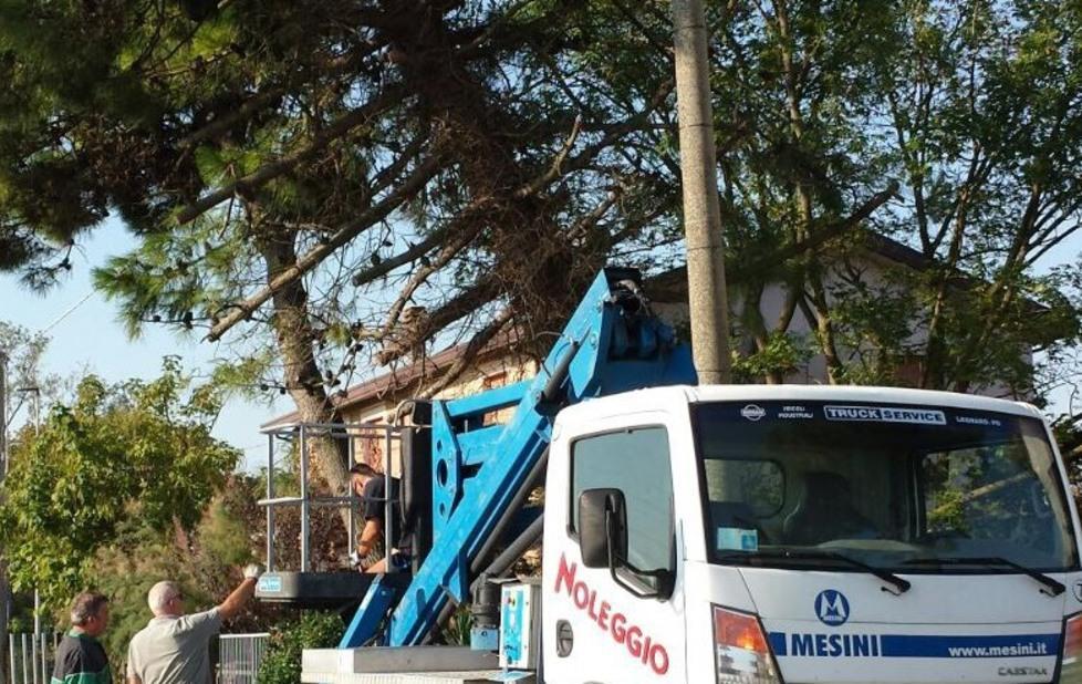 Abbattimento di alberi pericolanti Appalto assegnato