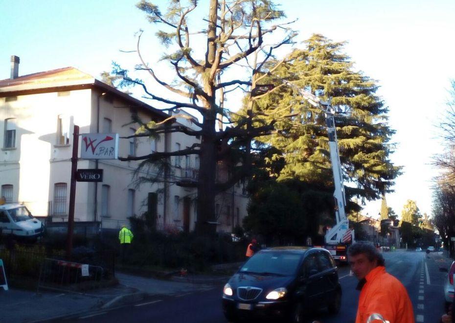 Scuola materna, potati gli alberi a rischio