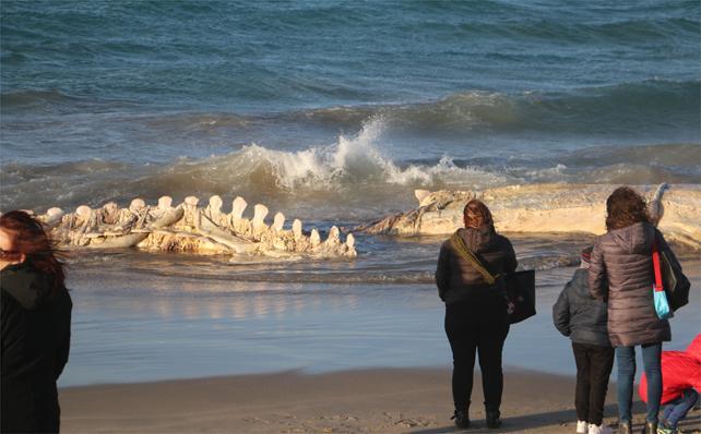 La balena di Platamona si è spezzata in due