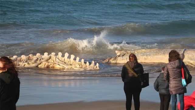 La balena di Platamona si è spezzata in due