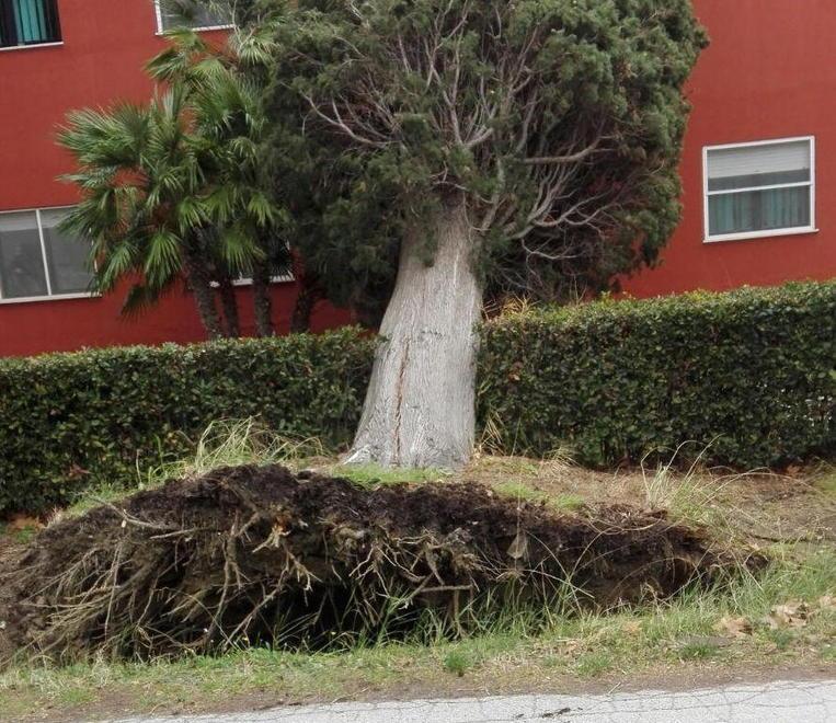 Vento forte, albero cade sulla caserma 