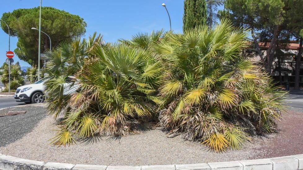 Restyling delle aiuole, coinvolti gli sponsor