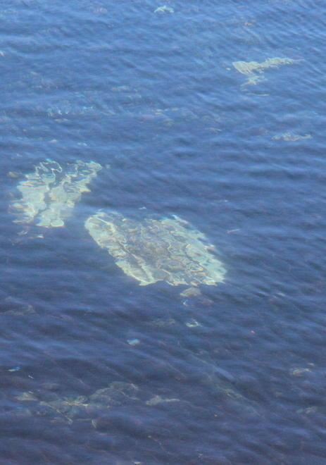 «Tartarughe uccise dalla plastica: basta» 