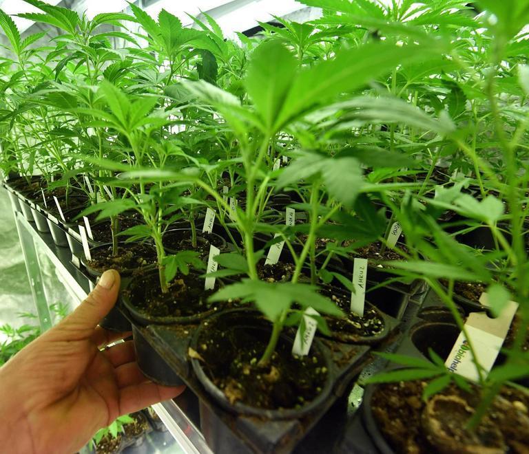 Cannabis per uso terapeutico «Potremmo coltivarla al Cemivet» 
