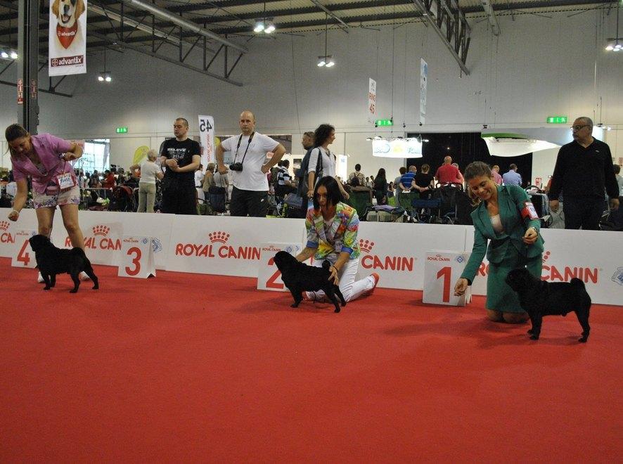 1800 cani in passerella a CarraraFiere 