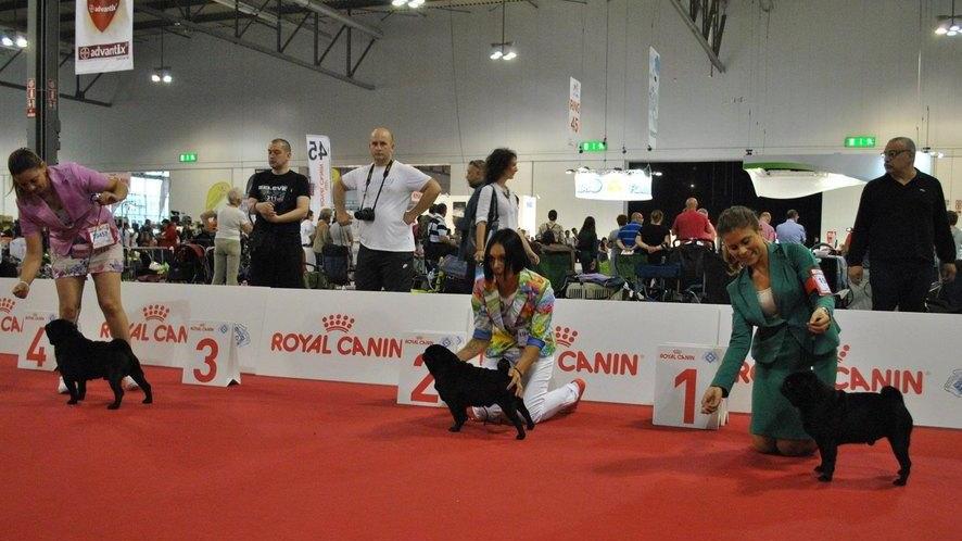 1800 cani in passerella a CarraraFiere