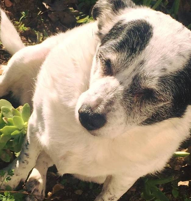Il suo pitbull ha sbranato un altro cane Ma il proprietario viene soltanto multato