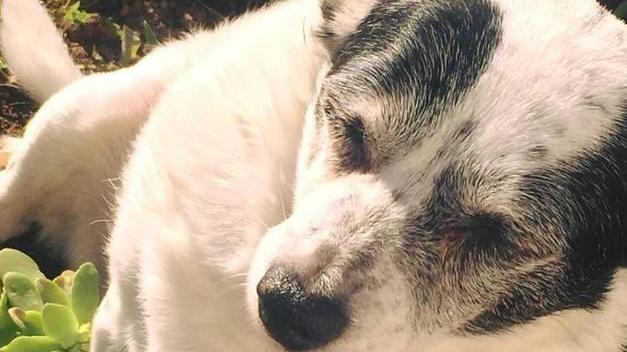Il suo pitbull ha sbranato un altro cane Ma il proprietario viene soltanto multato