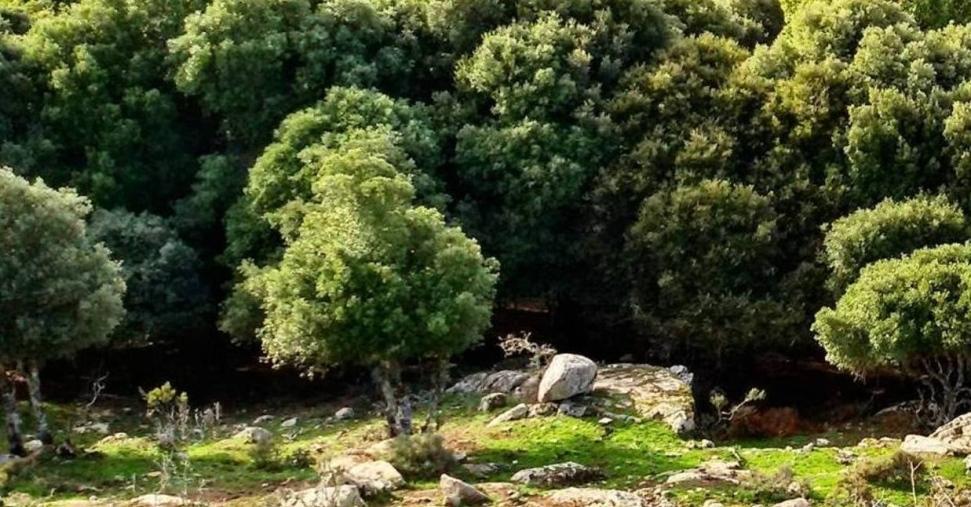 Pattada, scontro sugli usi civici 