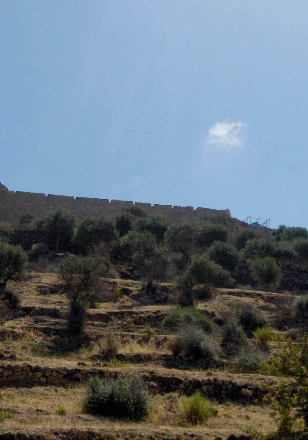 Coltivare gli ulivi: Bosa riscopre l’antica vocazione 