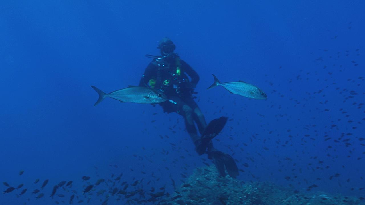 Un'immersione nelle acque dell'Elba