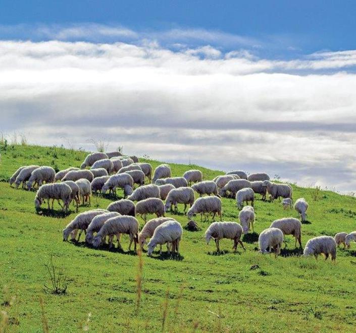 Pecore azzannate davanti al podere: lo stillicidio continua 