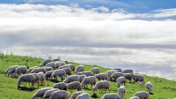 Pecore azzannate davanti al podere: lo stillicidio continua