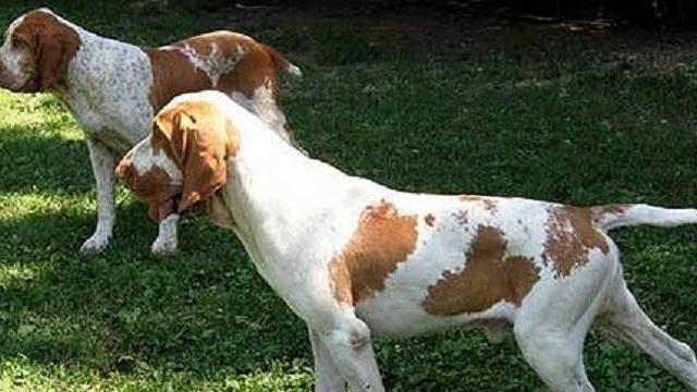 Caccia a due cani pericolosi a Nozzano