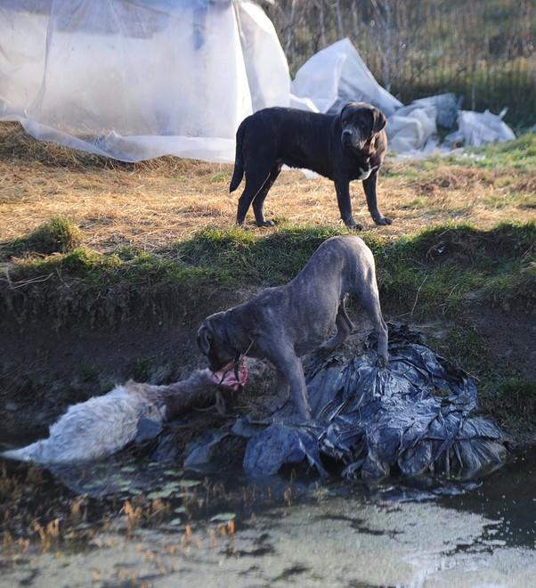 Cani sbranatori scattano le denunce