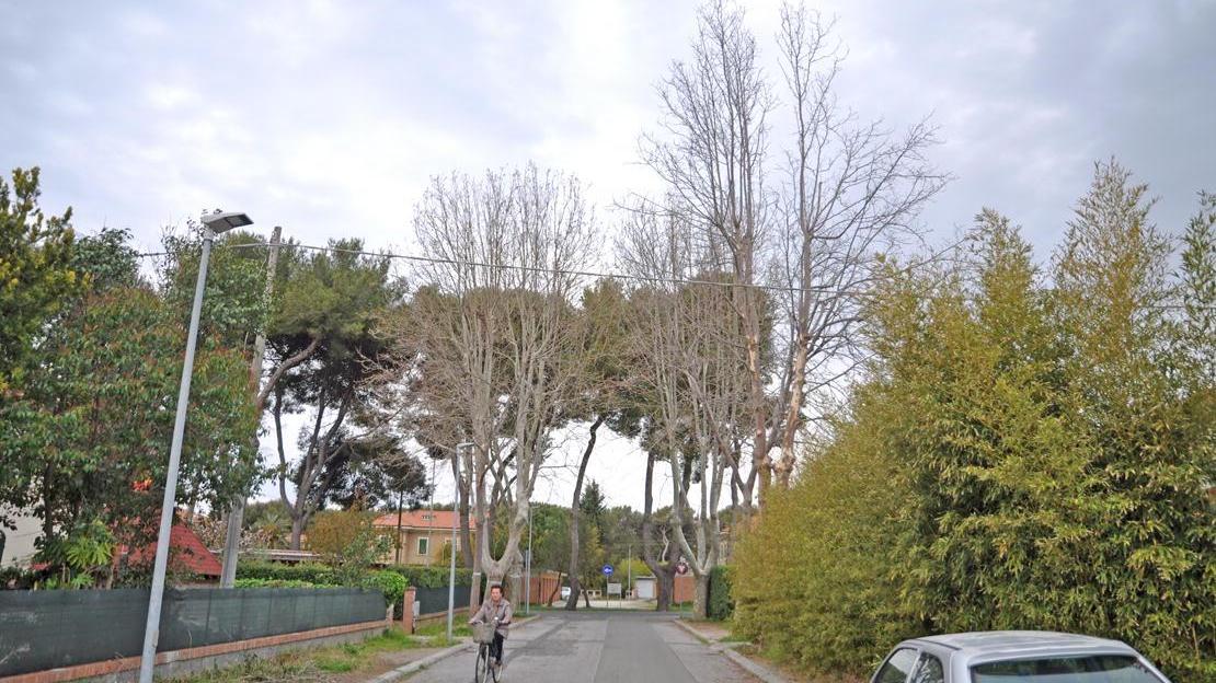 I vecchi platani in via Carducci