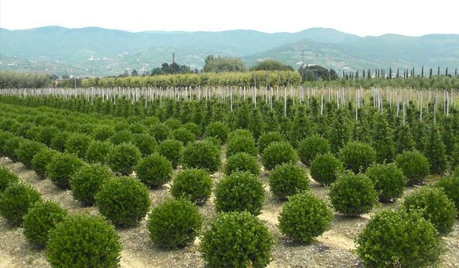 Un vivaio nel Pistoiese