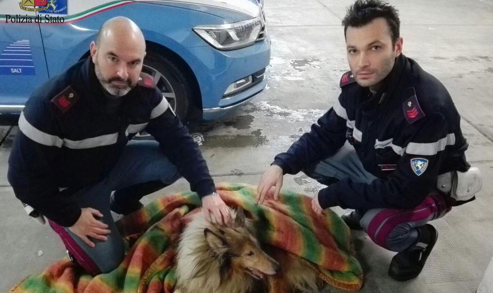 Poliziotti salvano Lassie sull'autostrada