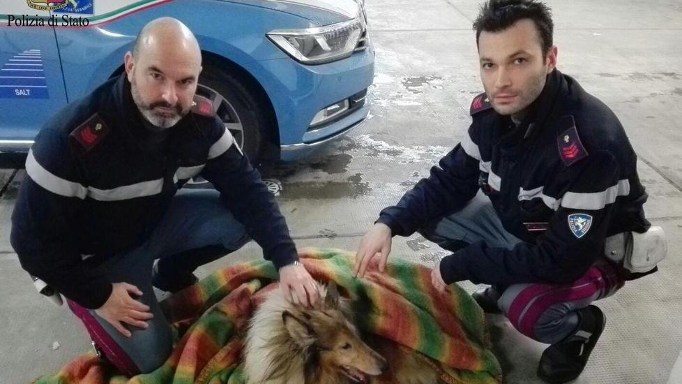 Poliziotti salvano Lassie sull'autostrada