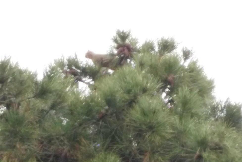 Gatto bloccato quattro giorni sull’albero 