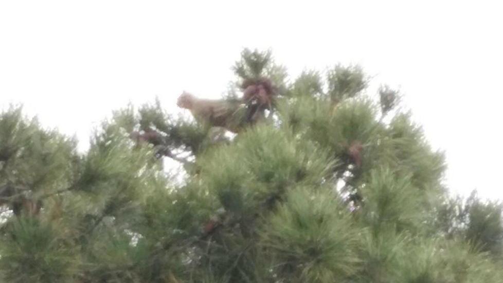Gatto bloccato quattro giorni sull’albero