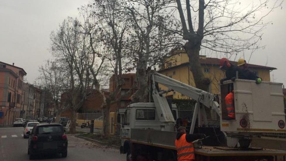 Partita la potatura dei platani in centro