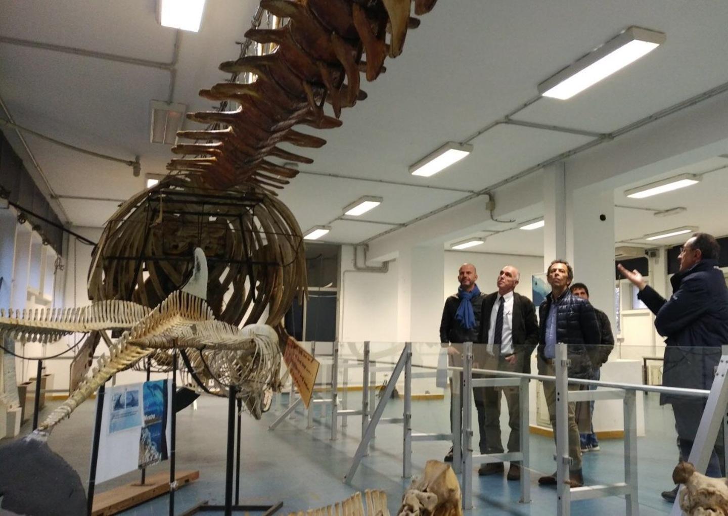 La balena di Platamona finirà su un piedistallo 