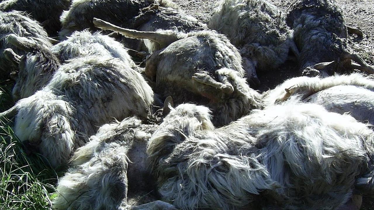 Lingua blu, ritorna il virus tre nuovi casi in Baronia