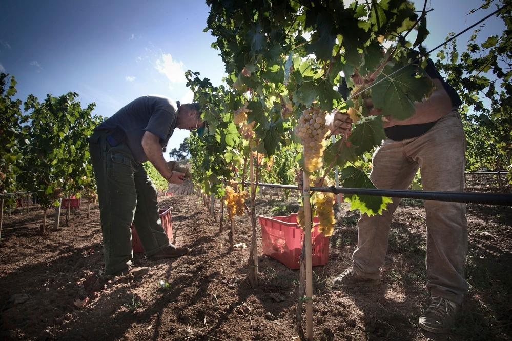 Dalla Regione quasi 4 milioni di euro alle aziende vitivinicole